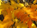 Autumn in the park forest. Vivid golden yellow tree leaves on blurred background. Royalty Free Stock Photo