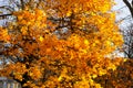 Autumn / Gold Trees in a park. Royalty Free Stock Photo