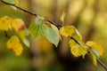 Autumn in the park, golden birch leaves in the sun. Birch branch with yellow and green leaves. Blurred background Royalty Free Stock Photo