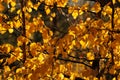 Autumn in the park: golden birch leaves in sunlight. Autumn scene on a sunny day in September. Yellow birch leaves Royalty Free Stock Photo