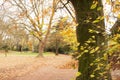 Autumn in the park. golden trees. Parc de Scherdermael, Anderlecht, Belgium