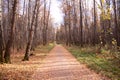 Autumn alley in a city park, grass and leaf, sad mood, loneliness, benches Royalty Free Stock Photo