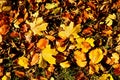 Autumn park ground with carpet from vivid autumn leaves, colorful maple leaf on beeches leaves. Royalty Free Stock Photo