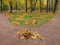 Autumn park, heaps of leaves, trees with yellow foliage