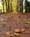 Autumn, park, herbst, natur,leaves