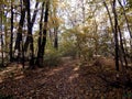 An autumn park is inundated by sunbeams Royalty Free Stock Photo