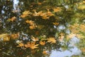 Autumn park with a lake inside with maple petals