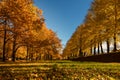 Autumn park landscape. Gold color trees, red orange foliage in fall park. Nature change scene. Yellow woods in scenic scenery in s Royalty Free Stock Photo