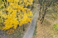 Autumn park landscape. walking path under bright yellow trees. drone photo Royalty Free Stock Photo