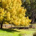 Autumn in the Park with large tree bridge and gate