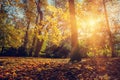 Autumn park, light shining through trees and leaves