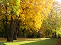 autumn park with maple trees. yellow and green foliage at sunny day. beautiful colorful autumn park Royalty Free Stock Photo