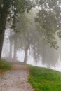 Autumn park on a misty morning. Royalty Free Stock Photo