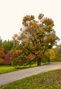 Autumn in the park: Mix of fall-colored trees with yellow, orange, green and red leaves and evergreens in this landscape scenic Royalty Free Stock Photo