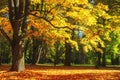 Autumn park in october. Yellow trees in forest. Fall scene. Autumnal nature landscape in sunlight Royalty Free Stock Photo