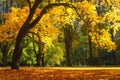 Autumn park in october. Yellow trees in forest. Fall scene. Autumnal nature landscape in sunlight Royalty Free Stock Photo