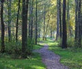 Autumn park path in the forest park Royalty Free Stock Photo