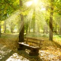 Autumn park with paths and bench. The sun rays illuminate Yellow leaves of trees Royalty Free Stock Photo