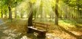 Autumn park with paths and bench. The sun rays illuminate Yellow leaves of trees. Wide photo Royalty Free Stock Photo