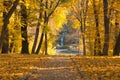 Autumn park paved road