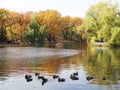 Autumn park. people boating on the pond where ducks swim on the background of beautiful colorful trees. Russia, Saratov- October,