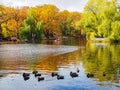 Autumn park. people boating on the pond where ducks swim on the background of beautiful colorful trees. Russia, Saratov- October,