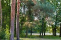 Autumn park with pine group on foreground in sunny morning Royalty Free Stock Photo