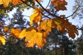 Autumn in the park, Poland Royalty Free Stock Photo