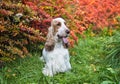 Autumn. Park. Portrait of an English Cocker spaniel. The dog is sitting on the grass near a bush