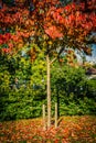 Autumn in the park, red Japanese maple tree beautiful background Royalty Free Stock Photo