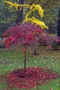 Autumn in park. Red leaves of Japanese maple tree and yellow leaves of Ginkgo biloba tree. Montenegro, Tivat Royalty Free Stock Photo