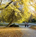 Autumn in the park Sad Janka Krala, city Bratislava, Slovakia