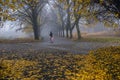 Autumn park. Scenic autumn morning landscape. Maple trees