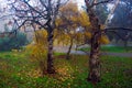 Autumn park. Scenic autumn morning landscape. Maple trees