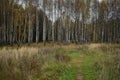 Autumn Park smooth alleys of a unique birch grove. Track a trail Royalty Free Stock Photo