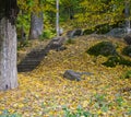 Autumn park with stairs and yellow leaves Royalty Free Stock Photo