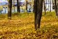 Autumn Park strewn with yellow leaves Royalty Free Stock Photo