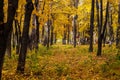 Autumn Park strewn with yellow leaves Royalty Free Stock Photo