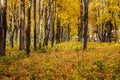 Autumn Park strewn with yellow leaves Royalty Free Stock Photo