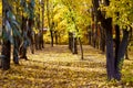 Autumn Park strewn with yellow leaves Royalty Free Stock Photo