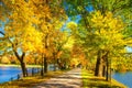 Autumn park in sunlight. Yellow trees on alley on sunny clear day. Fall nature