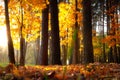 Autumn park. Sunny autumnal forest. Colorful trees in warm sunshine. Fall nature