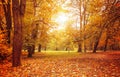 Autumn park with sunny glade Royalty Free Stock Photo