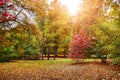 Autumn park with sunny glade Royalty Free Stock Photo