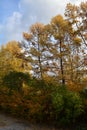Autumn park with tall larch trees and bushes on the foreground Royalty Free Stock Photo