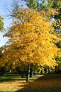 Autumn in the park in Topolcany