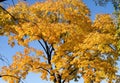 Autumn in the park in Topolcany