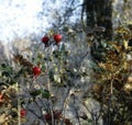autumn park tree bush rosehip beauty red berry ginger leaf