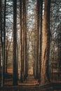 Autumn park tree Poland photo Royalty Free Stock Photo