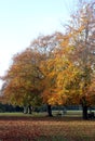 Autumn trees in the park. Royalty Free Stock Photo